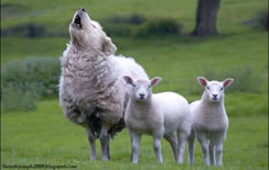 A wolf in sheep's clothing. A wolf pretending to be a sheep.