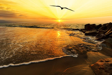Toward the sunrise of effective church leaders. A bird flying toward the sunrise of effective church leaders.